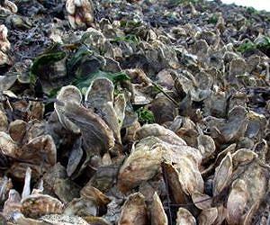 Study highlights under-appreciated benefit of oyster restoration