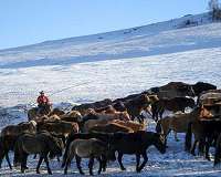 Estimates overstated for Mongolian rangelands damaged by livestock