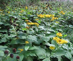 Researchers show how plants tell the time