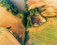 Germany's climate-stressed trees face 'catastrophe' as bugs attack