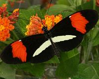 Genetic switch that turned moths black also colors butterflies