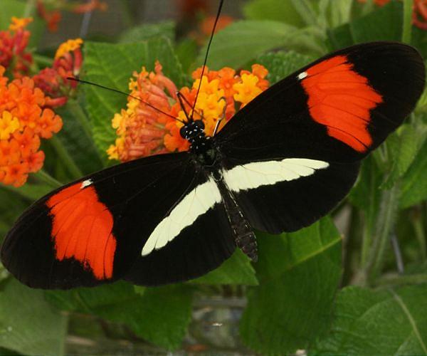 Spots of shade may help butterflies cope with climate change