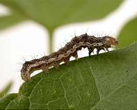 Cracking the code of megapests