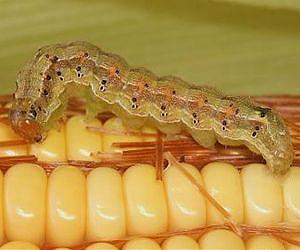 Multi-toxin biotech crops not silver bullets