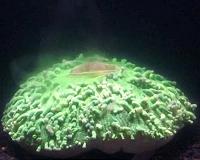 Caught in the act: First videos of a coral's bleaching behavior