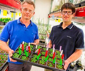 Researchers Engineer Plant Cell Walls to Boost Sugar Yields for Biofuels