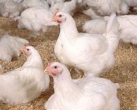 Cooped up Belgians in a flap for chickens