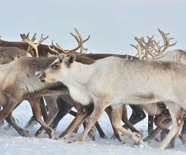 Crossing glaciers and fjords: Norwegian reindeer migrate for winter
