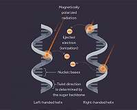 How cosmic rays may have shaped life