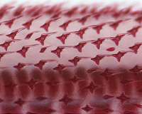 Ancient fish scales and vertebrate teeth share an embryonic origin