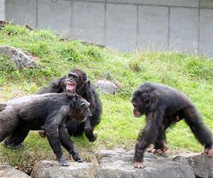 Primate behavior: Chimps select smart tools, monkeys intentionally beg