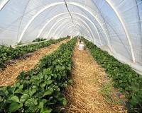 Genetic study of 'co-evolution' could provide clues to better food production