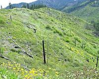 Post-fire logging can reduce fuels for up to 40 years
