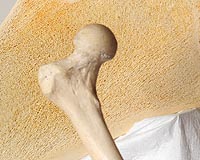 Scientists grow real human bones