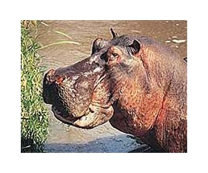 Two hippos on the loose in S.Africa's city of Cape Town