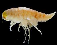 Banned chemicals from the '70s found in the deepest reaches of the ocean