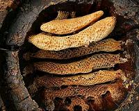 Early farmers exploited beehive products at least 8,500 years ago
