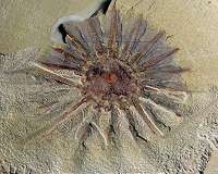 Half-a-billion-year-old fossil reveals the origins of comb jellies