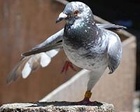 Chinese high rollers send pigeon prices soaring