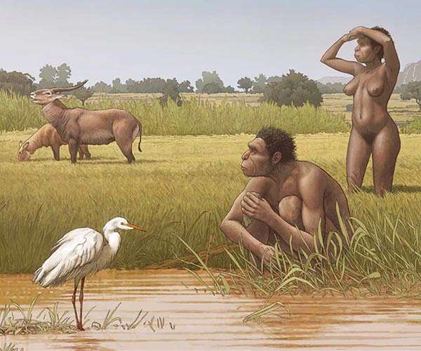 Newly named species of early human could help explain evolutionary gaps