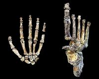 The hand and foot of Homo naledi
