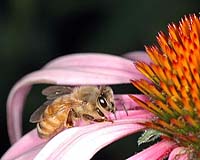 Honey Bees Turned Data Collectors Help Scientists Understand Climate Change