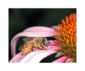 Pesticides not yet proven guilty of causing honeybee declines