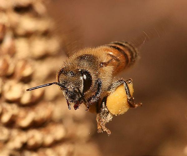 Colombia's apiarists say avocado buzz is killing bees