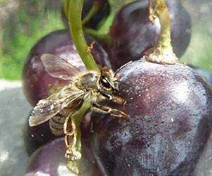 EU urges two-year ban on 'disturbing' bee insecticides