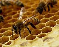 The Hong Kong beekeeper harvesting hives barehanded