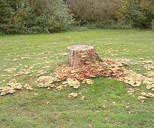 In tackling lead pollution, fungi may be our friends