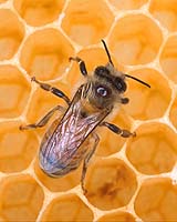 Honey Bee Genome Holds Clues To Social Behavior