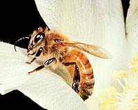 Domesticated bee numbers soar amid buzzing demand