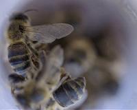Using microscopic bugs to save the bees