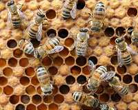 Honey bees could help scientists create new antibiotics
