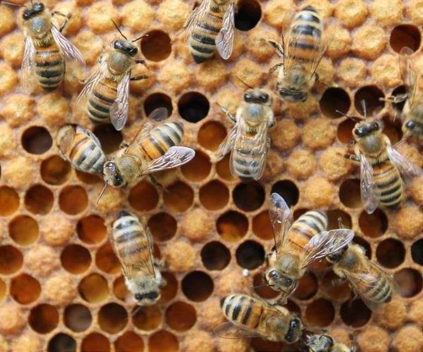 Turkey's 'mad honey' aphrodisiac that can knock you flat