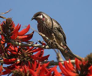 For birds, red means 'go'