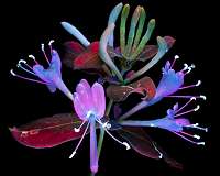 NASA's OCO-3 Measures How Plants Grow and Glow