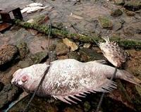 Taiwan's Formosa under fire over Vietnam mass fish deaths