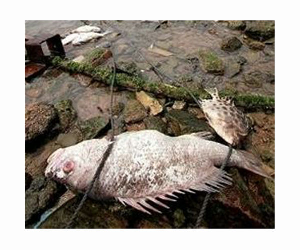 Gangs, smugglers, poison? Iraq's dead fish kick up stink