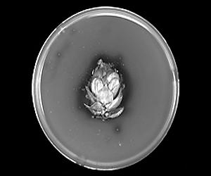 Hops Helps Reduce Ammonia Produced By Cattle