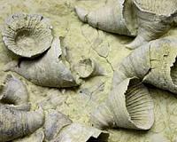 How fossil corals can shed light on the Earth's past climate