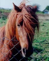 Composting May Be Alternative In Wake Of Horse Slaughter Bill