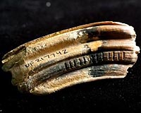 Ancient Mammals Shifted Diets As Climate Changed