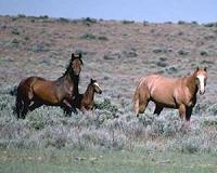 Herbivores can offset loss of plant biodiversity in grassland