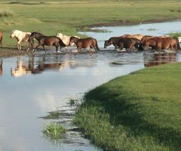 Wild horse species returns to the Kazakh steppes