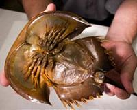 'Living fossil' crabs mysteriously dying in Japan