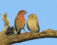 Picking The Best Parent For Your Chicks