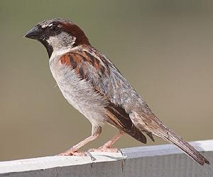 Migrating Birds Can't Control Themselves