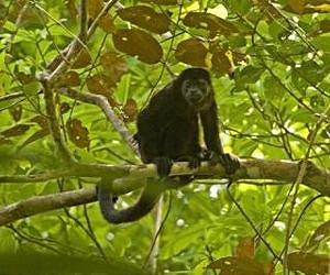 UEA research gives first in-depth analysis of primate eating habits
